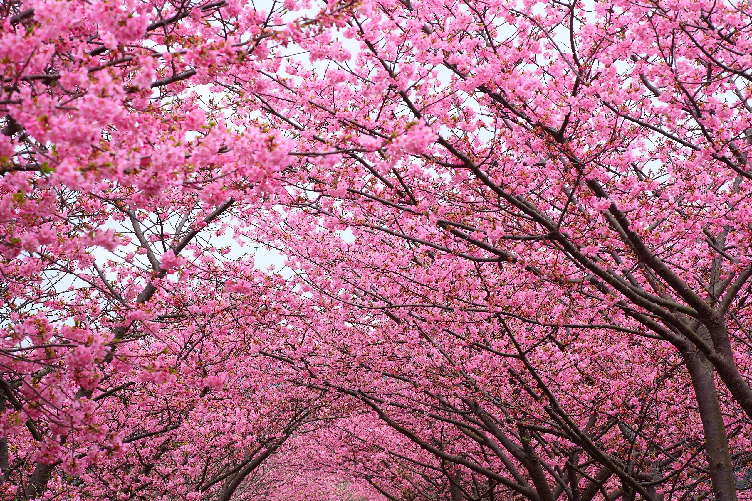 Cherry Blossom - تصویر 1