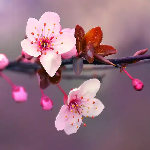 Cherry Blossom - تصویر 2