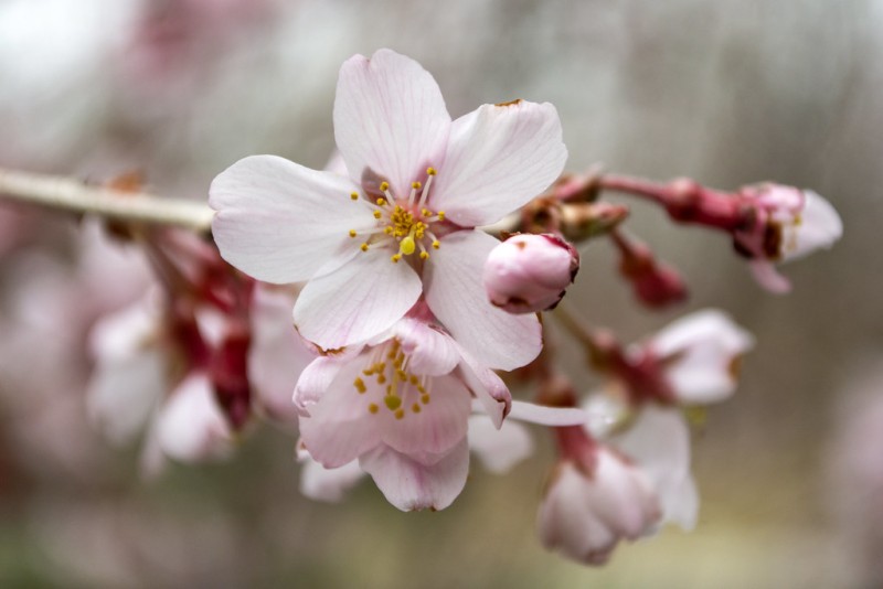 Cherry Blossom - تصویر 3